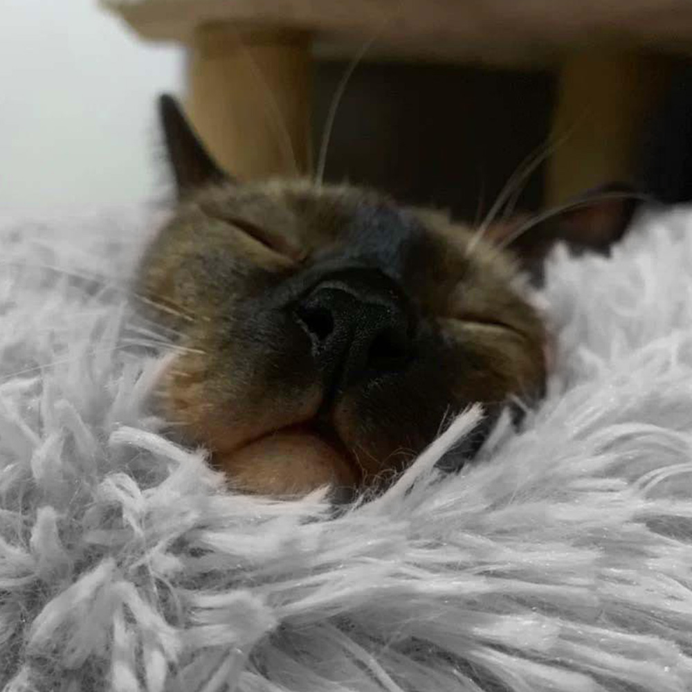 Lit en peluche pour animaux domestiques, coussin de couchage long, rond et qui tient chaud, de couleur unie, pour l'hiver, tapis pour chiens et chats, livraison directe et rapide