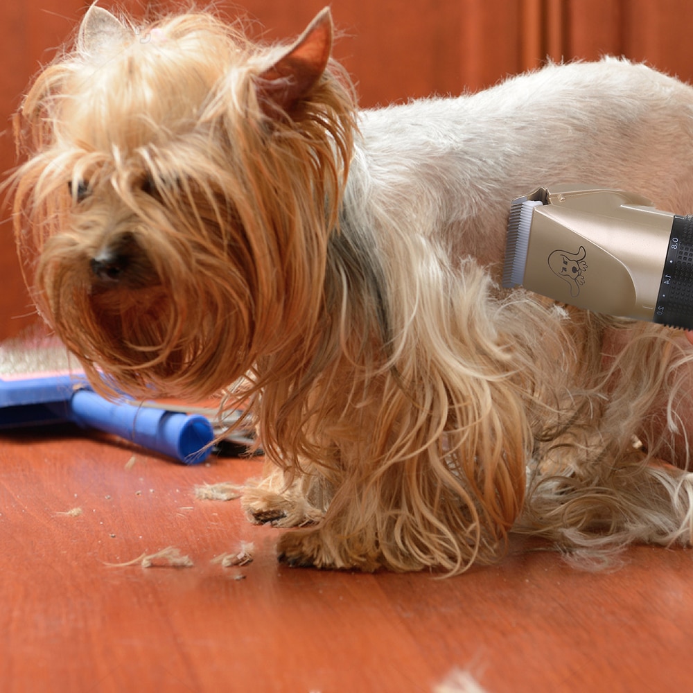 Tondeuses pour chiens à faible bruit rasoir pour animaux de compagnie Rechargeable tondeuse pour chien sans fil outil de toilettage pour animaux de compagnie chat Animal coupe-cheveux tondeuse coupe-c Tondeuses pour chiens à faible bruit rasoir pour animaux de compagnie Rechargeable tondeuse pour chien sans fil outil de toilettage pour animaux de compagnie chat Animal coupe-cheveux tondeuse coupe-c
